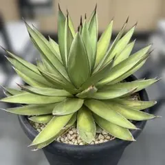 2025年最新】ロマニー アガベの人気アイテム - メルカリ