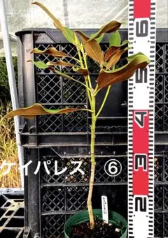 タイサンボク ケイパレス 常緑樹 約70cm - メルカリ