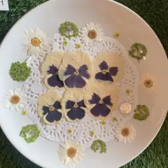 押し花　白緑セット①