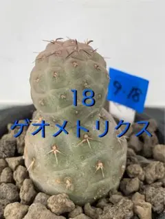 テフロカクタス　ゲオメトリクス　FN付き　４５種類セット　５粒ずつ ゲオメトリクス | STORES