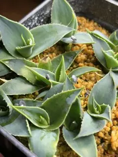 2026年最新】オアハカ オテロイの人気アイテム - メルカリ