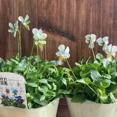 さ*ち様 希少種 すみれ図鑑 1苗 新品種 パルプンテ 1苗 正規品ラベル付き 希少種 すみれ図鑑 1苗 新品種 パルプンテ 1苗 セットラベル付き A すみれ