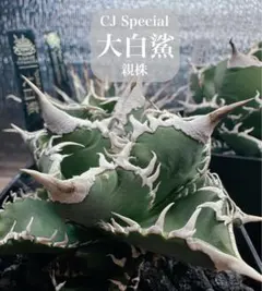 【3子株付き鉢毎発送‼️】 OSP産 アガベ　グレートホワイトシャーク 3子株付き鉢毎発送‼️】 OSP産 アガベ グレートホワイトシャーク