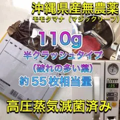 とし　リピート価格　ももたまな葉　1000　枚 楽天市場】（山野草）盆栽 モモタマナの苗（桃玉菜）3〜3．5