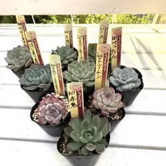 ❤️確認用❤️ミックスベリア❤️プリンセスティアラ❤️抜き苗♪札なし✨メルカリ便✨ 2025年最新】ミックスベリアの人気アイテム - メルカリ