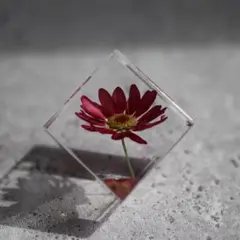 マーガレットの植物標本(小さめ4cm角）