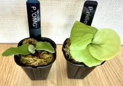 2025年最新】ビカクシダOMGの人気アイテム - メルカリ