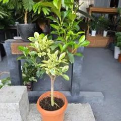 2025年最新】斑入り フランスゴムの人気アイテム - メルカリ