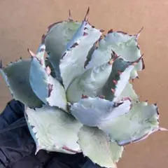 2026年最新】イシスメンシスの人気アイテム - メルカリ