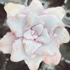 2025年最新】クリスペートビューティの人気アイテム - メルカリ