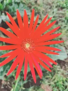 特大✿原種ガーベラ苗朱色　✿希少な花　✿可愛い✿ 特大✿原種ガーベラ苗朱色 ✿希少な花 ✿可愛い✿