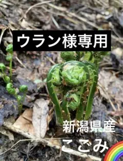 山菜　こごみ　こごめ　新潟県産　採れたて新鮮発送　1キロ