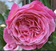 gonn様 リクエスト 2点 まとめ商品