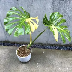 2025年最新】モンステラ デリシオーサ 斑入りの人気アイテム