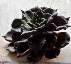 花*音様 1548新入荷　ブラックマディバ　多肉植物　エケベリア　撮影2月5日