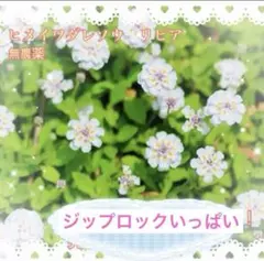 2025年最新】ヒメイワダレソウの人気アイテム - メルカリ