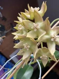 HOYA・ホヤ・Larisa・開花中・花座あり HOYA・ホヤ・Larisa・開花中・花座あり - メルカリ