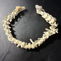 たぬきの骨