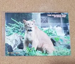 とべ動物園 ライオン クレイ ポストカード