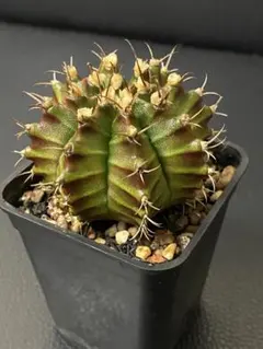 【現品配送】ギムノカリキウム ミハノビッチ 15個セット アソート 2.5号 ① 現品配送】ギムノカリキウム ミハノビッチ 15個セット アソート