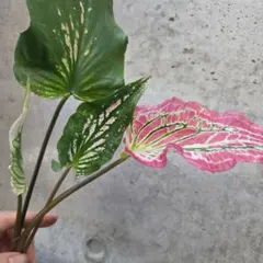 カラジウム　ピンクシンフォニーのサムネイル