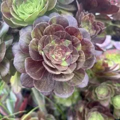 多肉植物 アエオニウム ハロウィンの赤い糸引き錦 抜き苗 ◎メルカリ便