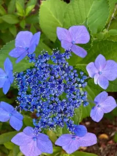 紫陽花カット枝5本 メルカリ便発送致します！ - メルカリ