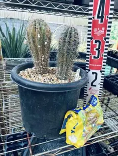 武倫柱　ブリンチュウ　10苗 抜き苗 2025年最新】ブリンチュウの人気アイテム - メルカリ