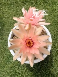 花サボテン ギムノカリキウムのサムネイル