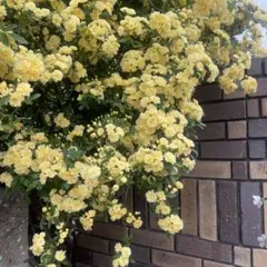 八重咲き モッコウバラ 挿し木用 ・挿し穂 【黄色 】 １５ 本