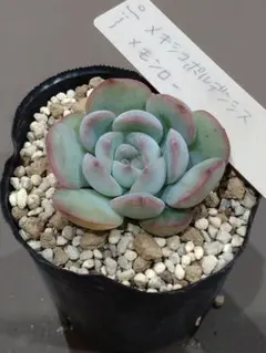 2025年最新】ミソップ苗の人気アイテム - メルカリ