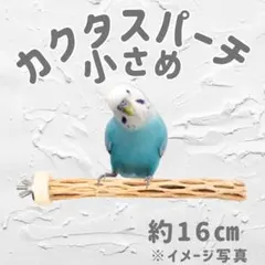 2026年最新】カクタスパーチの人気アイテム - メルカリ