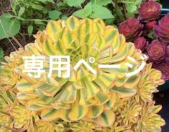 まーちゃん様　専用ページ