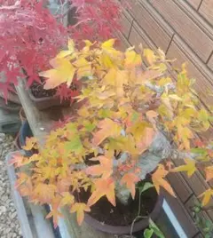 盆栽 ビナンカズラ 美男葛 ビナンカズラ盆栽（びなんかずら・美男葛）実もの盆栽の「販売と育て方