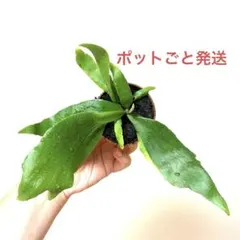 플라티세리움 네덜란드 목욕 람바투스
