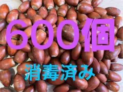 どんぐり　600個＋気持ちおまけ マテバシイ