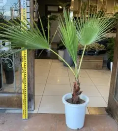 2025年最新】ワシントンヤシの人気アイテム - メルカリ