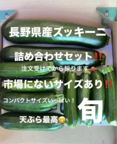長野県産ミニズッキーニ注文受けて収穫‼️市場にないサイズ‼️新鮮のサムネイル