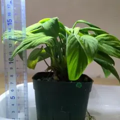 正規タグ付き ホマロメナ Homalomena vittifolia 