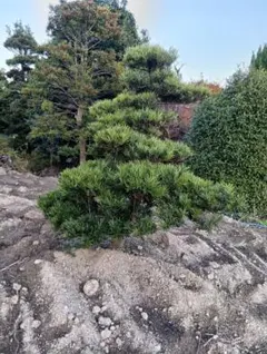 2026年最新】ラカンマキの人気アイテム - メルカリ