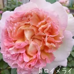 【淡いグラデーション】薔薇　トロイメライ＊抜き苗　バラ　Fのサムネイル
