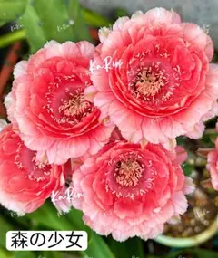 99-魅羽 超人気品種 花サボテン 複色咲き 群開花 カキコ発根済み