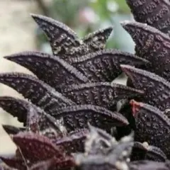 ハオルチア ニグラ 大群生30本くらい - メルカリ