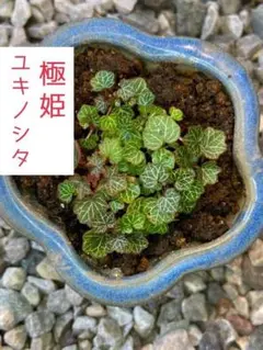 パルダリウム　屋久島　極姫ユキノシタ 2026年最新】極姫ユキノシタの人気アイテム - メルカリ