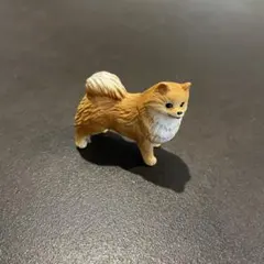 ポメラニアン　ミニチュアプラネット　miniature planetのサムネイル