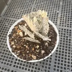 masurao様 リクエスト 2点 まとめ商品