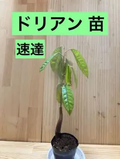 2026年最新】ドリアン苗の人気アイテム - メルカリ