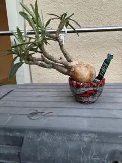 パキポディウム グラキリス 塊根植物 コーデックスのサムネイル