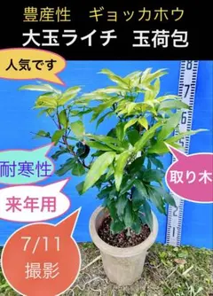 実付 7-4 鵠姫ライチ苗　耐寒性フルーツ 実付 7-4 鵠姫ライチ苗 耐寒性フルーツ - メルカリ