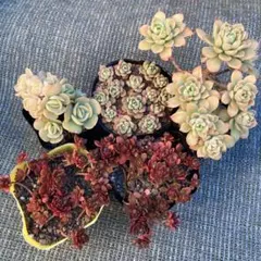 coconutpino様 リクエスト 5点 まとめ商品